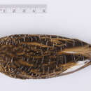 Image of <i>Coturnicops <i>noveboracensis</i></i> noveboracensis (Gmelin & JF 1789)