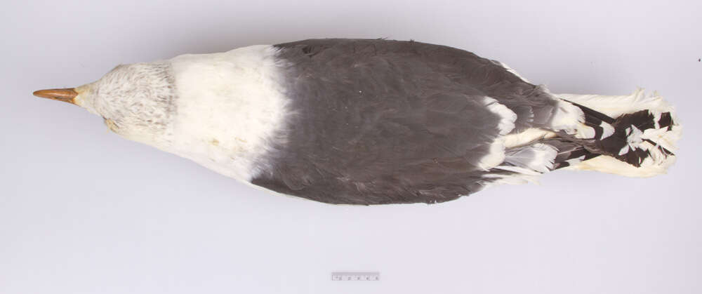 Image of Great Black-backed Gull