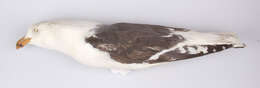 Image of Great Black-backed Gull