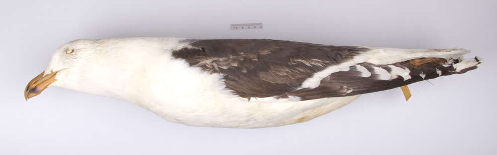 Image of Great Black-backed Gull