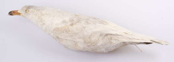 Image of Glaucous Gull