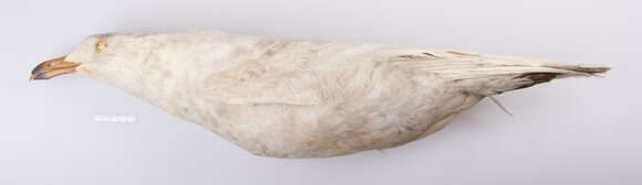 Image of Glaucous Gull