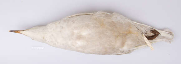 Image of Glaucous Gull