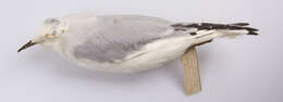 Image of Bonaparte's gull