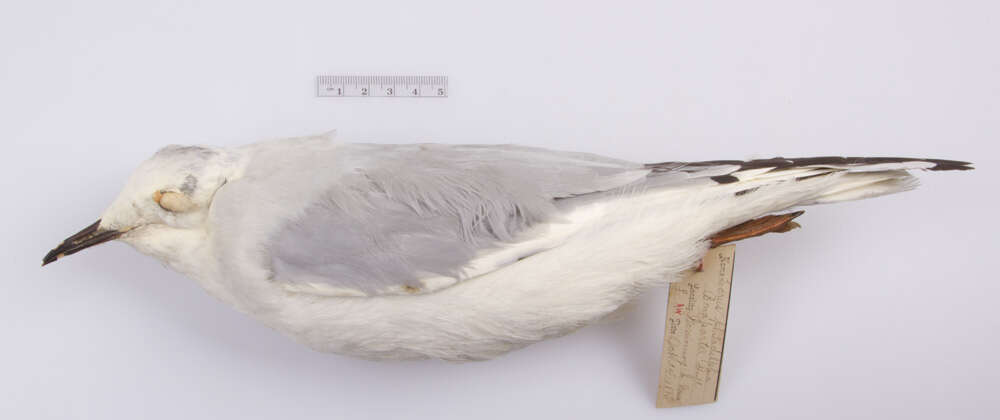 Image of Bonaparte's gull