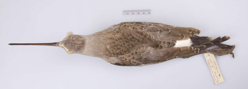 Image of Hudsonian Godwit