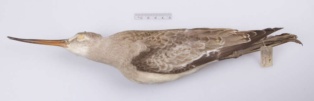 Image of Hudsonian Godwit