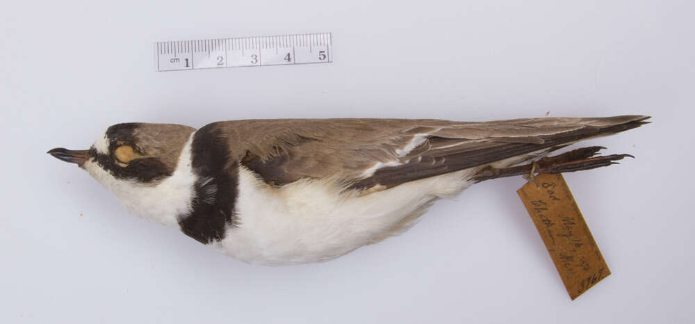 Image of <i>Charadrius hiaticula semipalmatus</i>