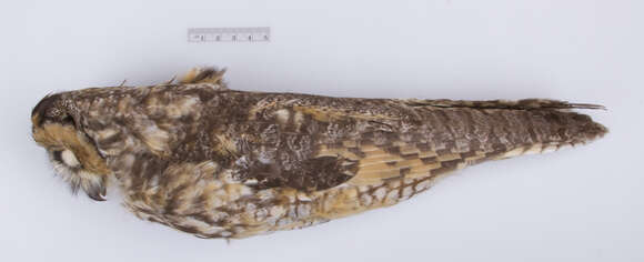 Image of Asio otus wilsonianus (Lesson & R 1830)