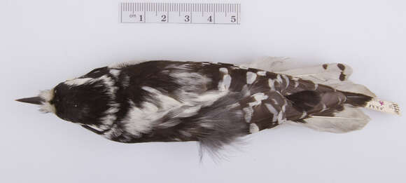 Image of woodpeckers and relatives