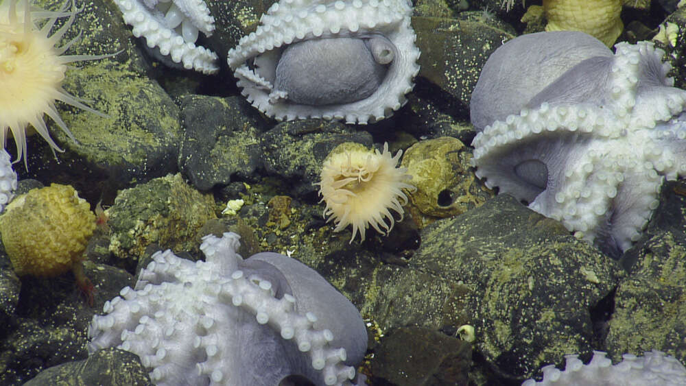 Image of sea anemones