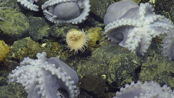 Image of sea anemones