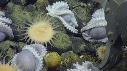 Image of sea anemones