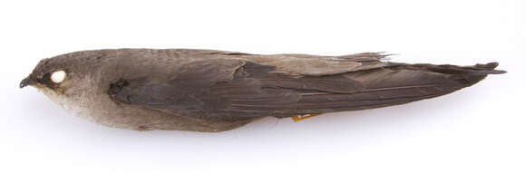 Image of Chimney Swift