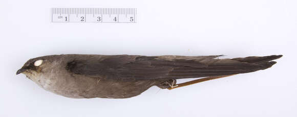 Image of Chimney Swift