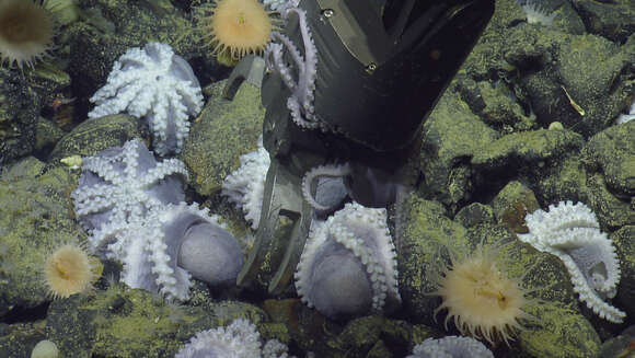 Image of sea anemones