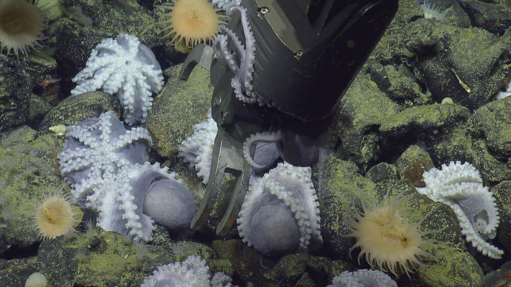 Image of sea anemones