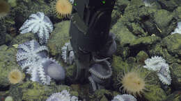 Image of sea anemones