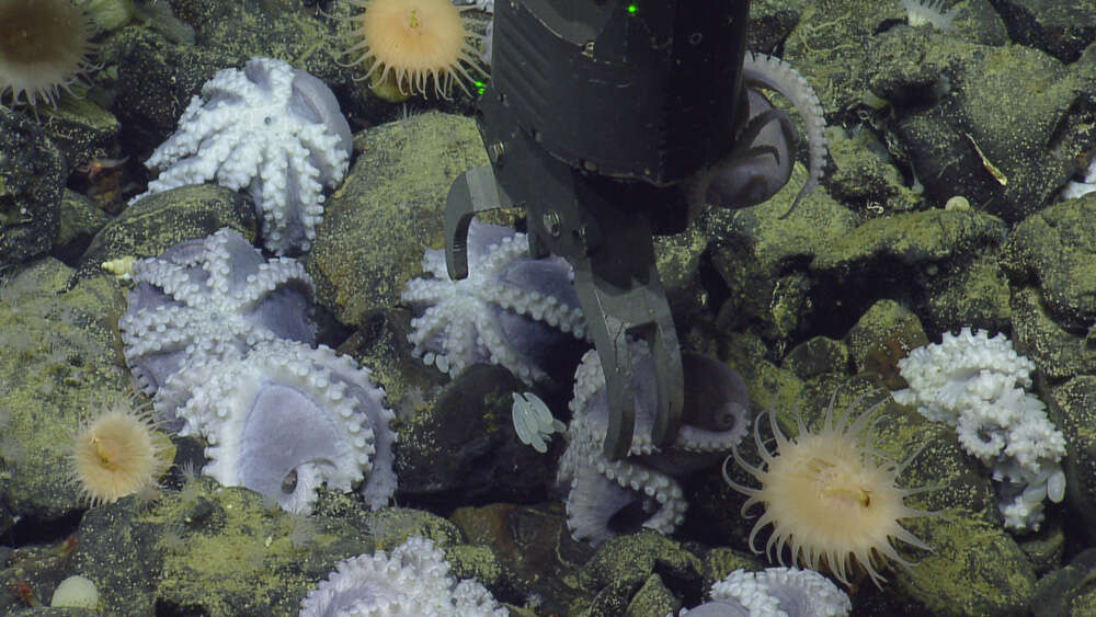 Image of sea anemones