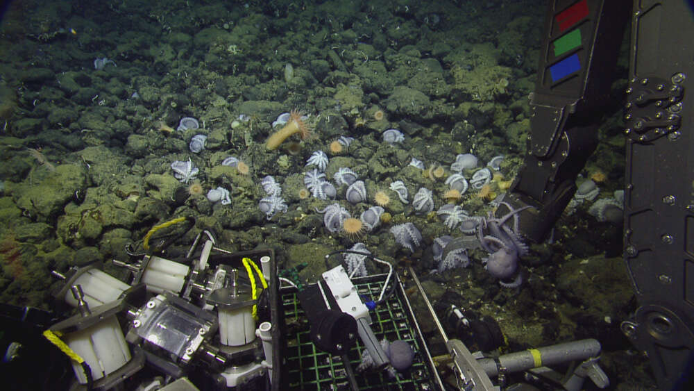 Image of sea anemones