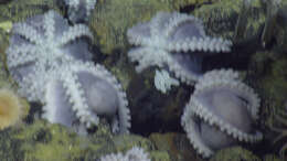 Image of sea anemones