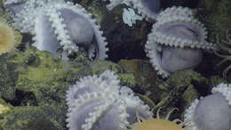 Image of sea anemones