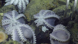 Image of sea anemones