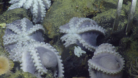 Image of sea anemones