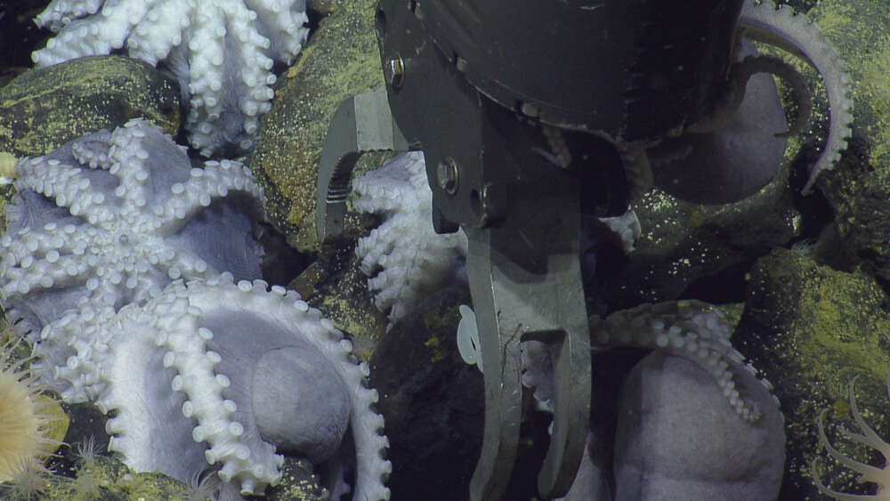 Image of sea anemones