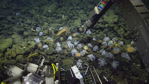 Image of sea anemones