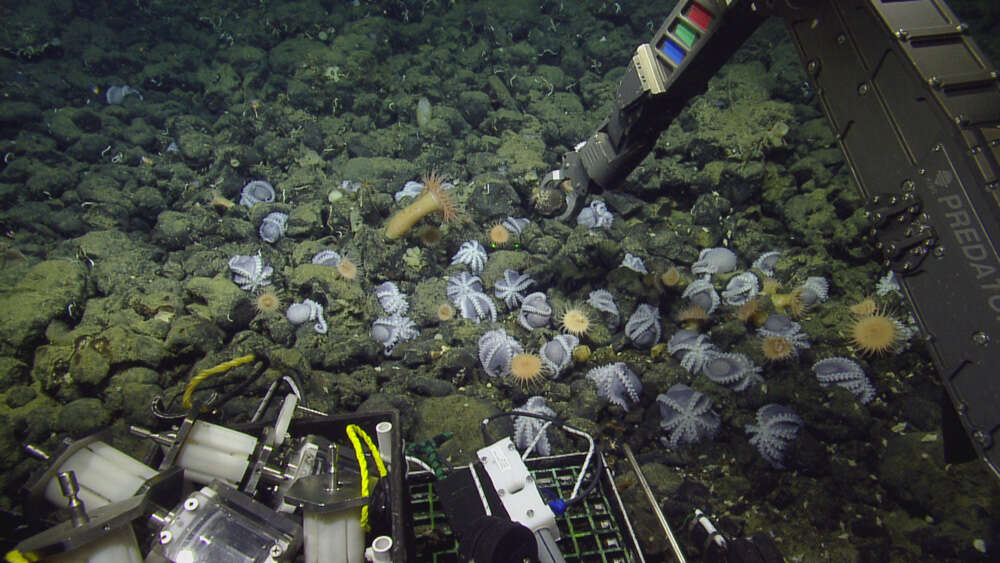 Image of sea anemones