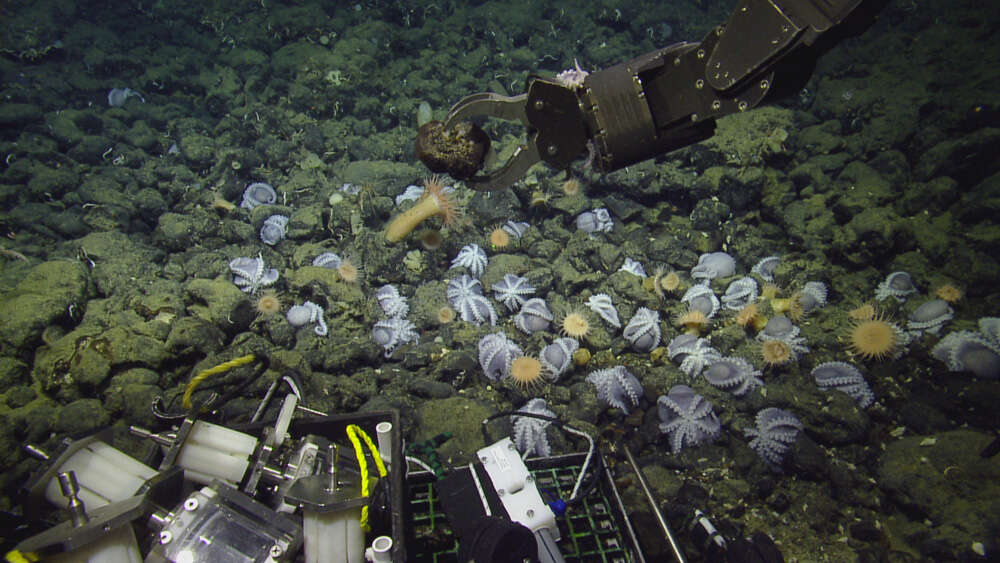 Image of sea anemones