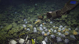 Image of sea anemones