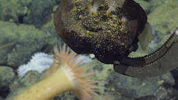 Image of sea anemones