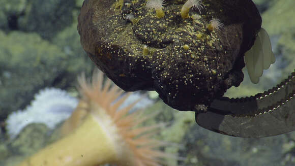 Image of sea anemones