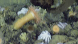 Image of sea anemones