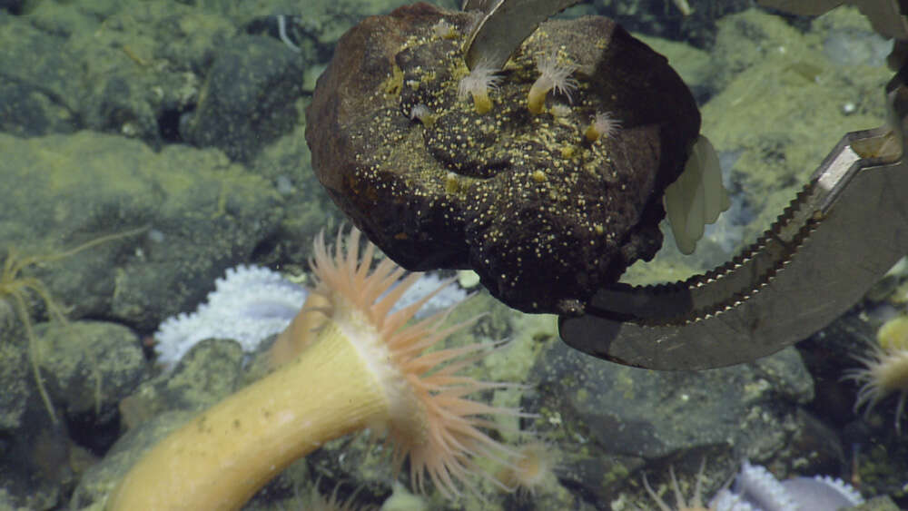 Image of sea anemones