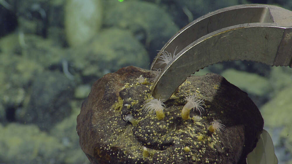 Image of sea anemones