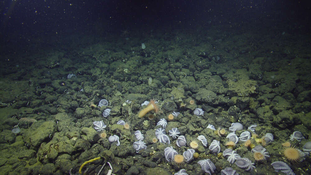 Image of sea anemones