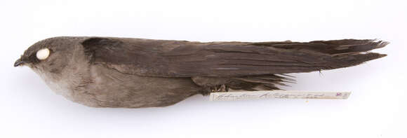 Image of Chimney Swift