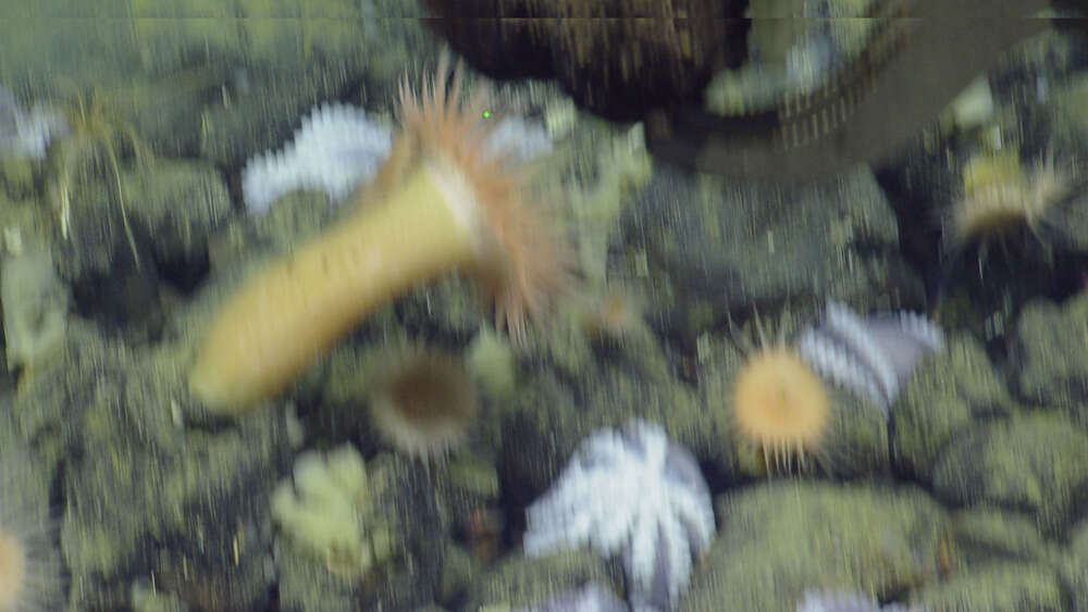 Image of Muusoctopus robustus (Voss & Pearcy 1990)