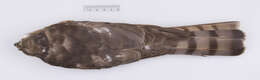 Image of Accipiter striatus velox (Wilson & A 1812)