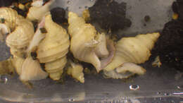 Neolepetopsis McLean 1990 resmi