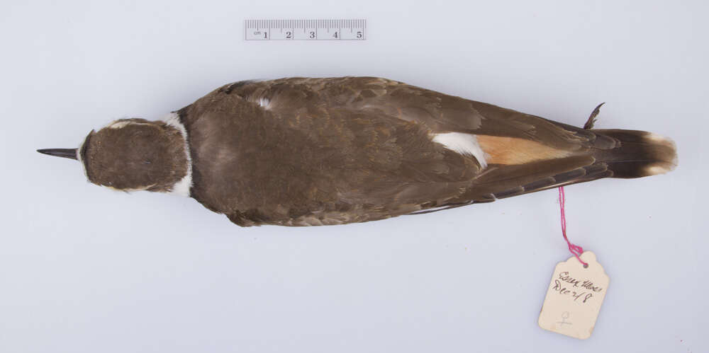 Image of Charadrius vociferus vociferus Linnaeus 1758