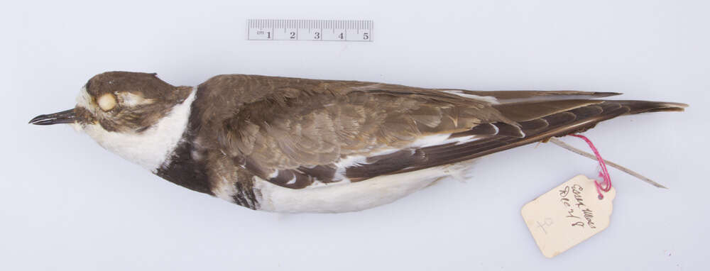 Image of Charadrius vociferus vociferus Linnaeus 1758