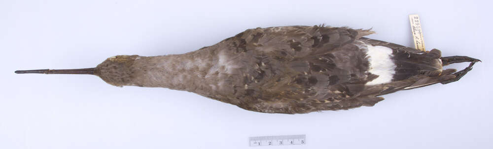 Image of Hudsonian Godwit