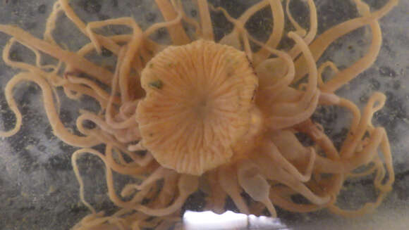 Image of sea anemones