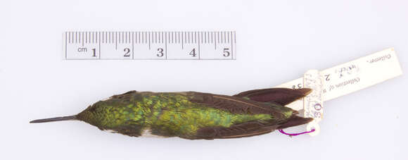 Image of Ruby-throated Hummingbird