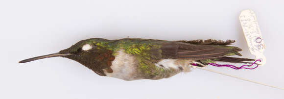 Image of Ruby-throated Hummingbird