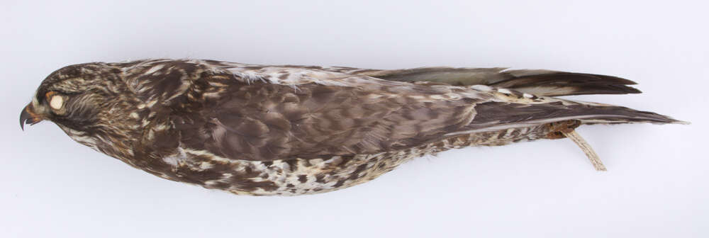 Image of Buteo lagopus sanctijohannis (Gmelin & JF 1788)